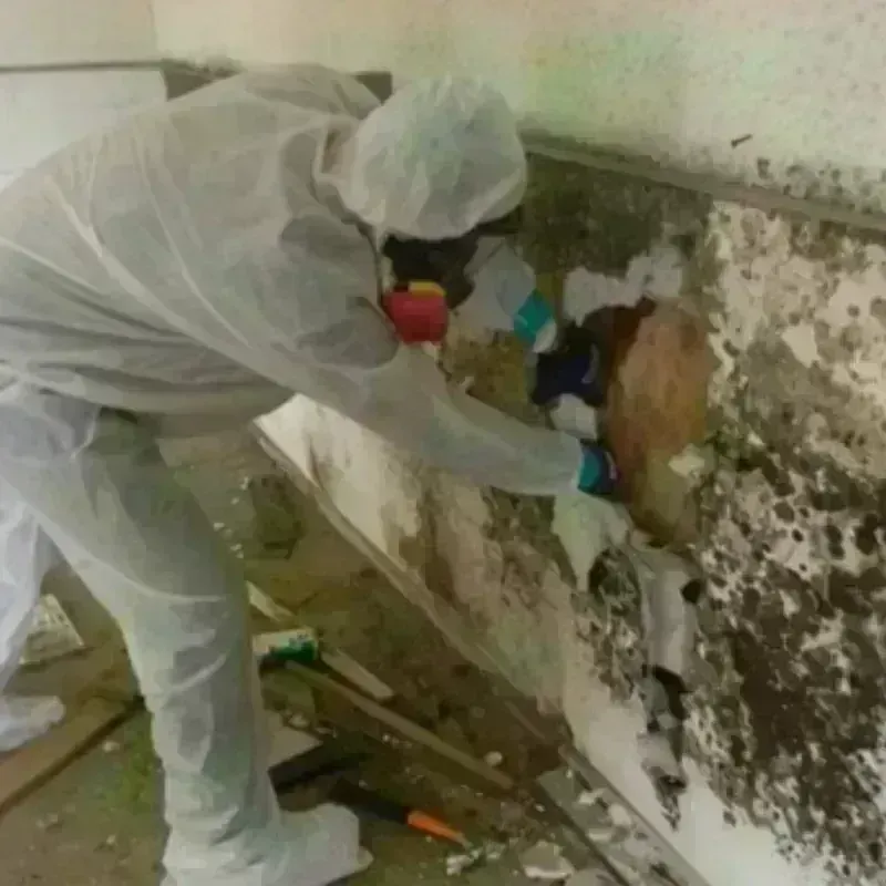 Mold Remediation and Removal in Caddo Mills, TX